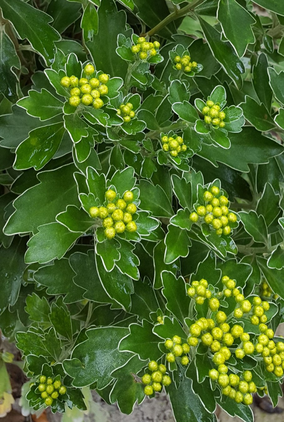 Аяния растение