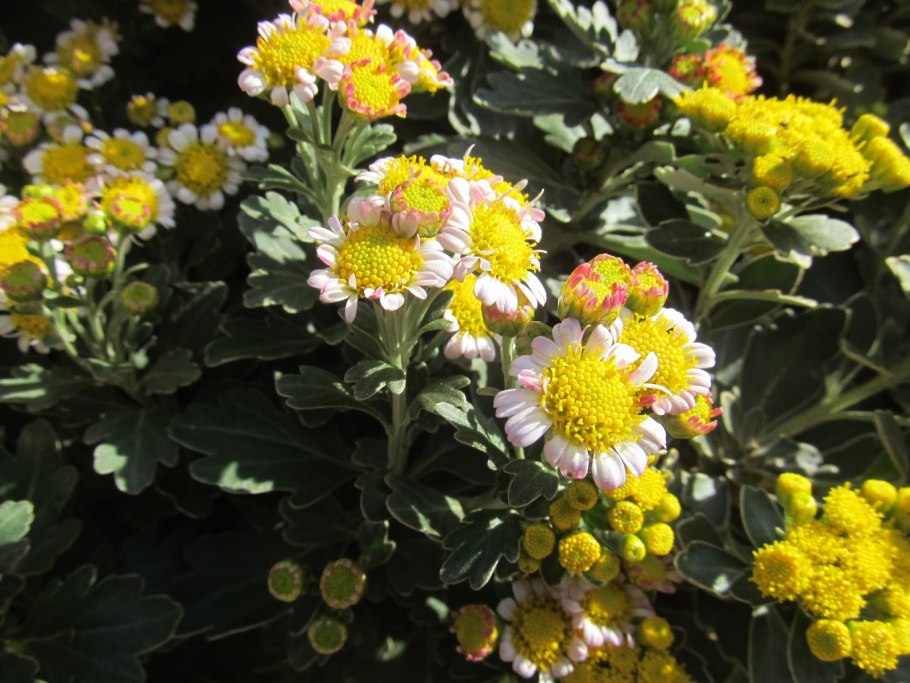 Хризантема Аяния Тихоокеанская