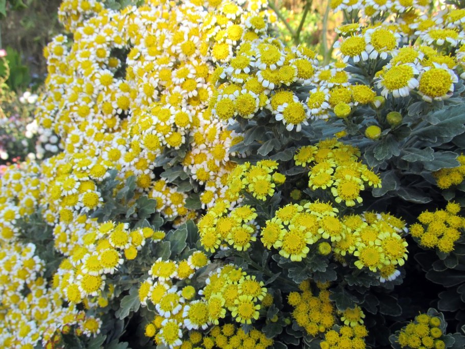 Аяния Pacifica, укорененные черенки