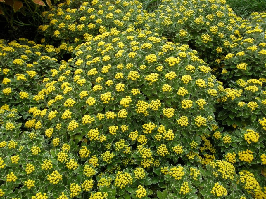 Аджания Пацифика