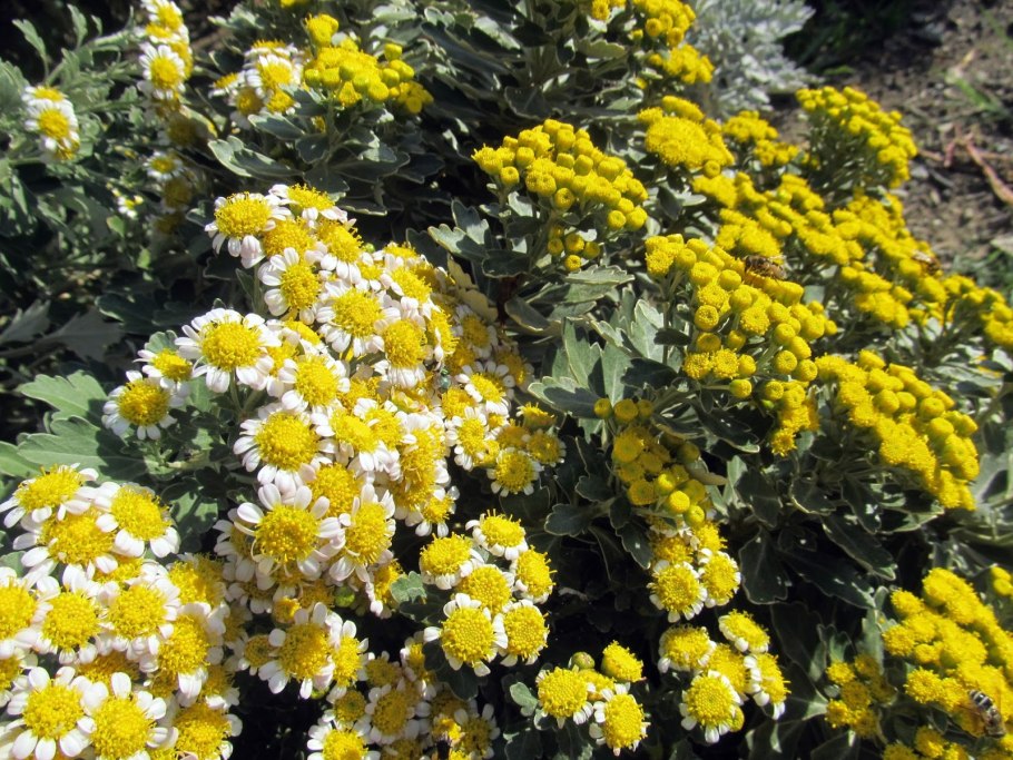 Аджания Пацифика желтая