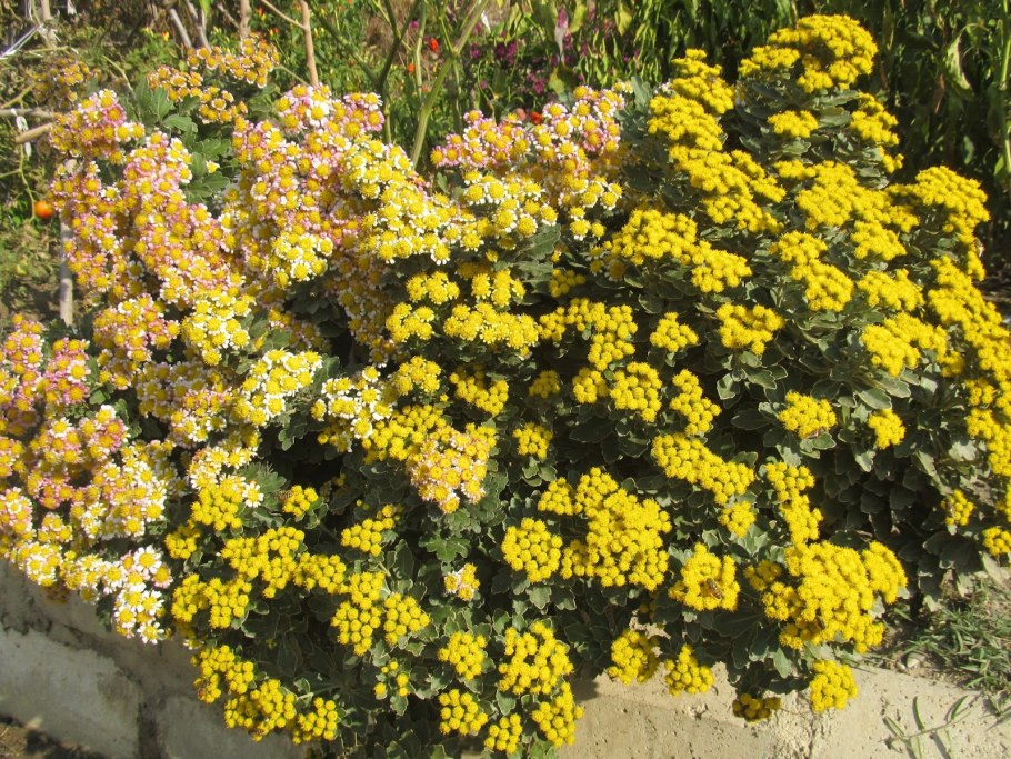 Листья хризантемы Аджания простые или сложные?