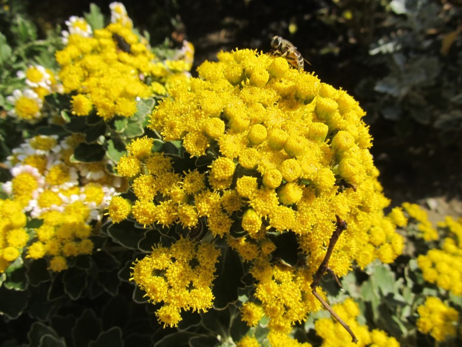 Хризантема Аяния Тихоокеанская