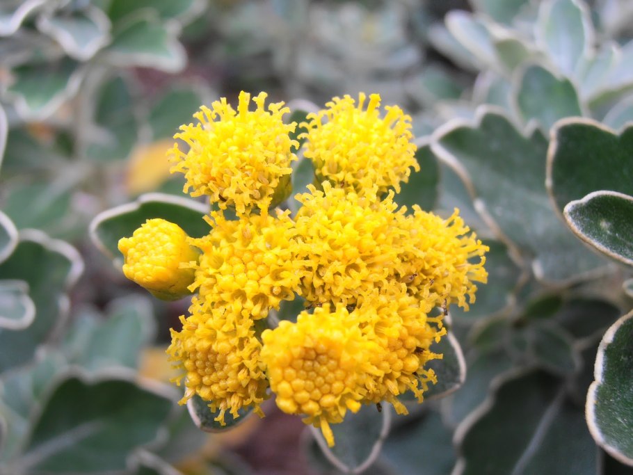 Хризантема Аджания Пацифика