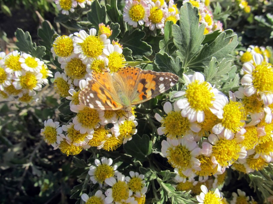 Аяния Тихоокеанская