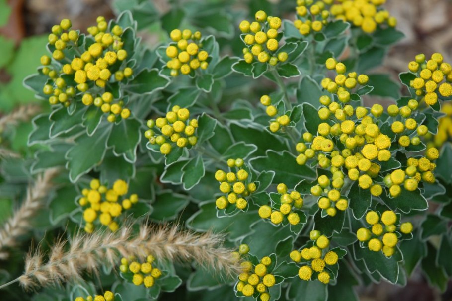 Аяния Палласа