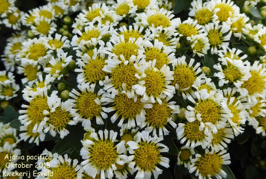 Аяния Pacific White, укорененные черенки