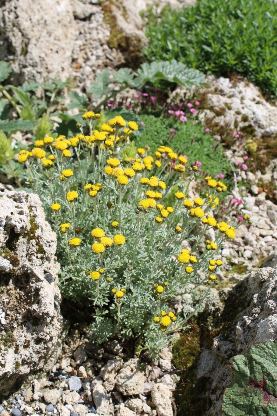 Santolina chamaecyparissus