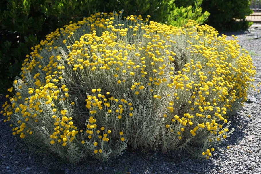 Latina: Senecio vulgaris
