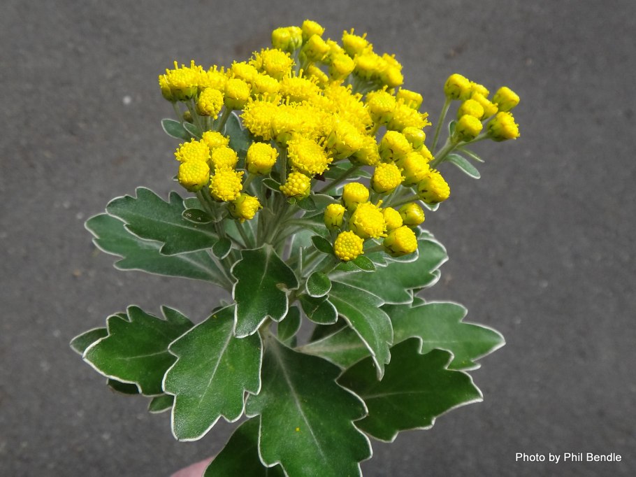 Хризантема Аяния Тихоокеанская