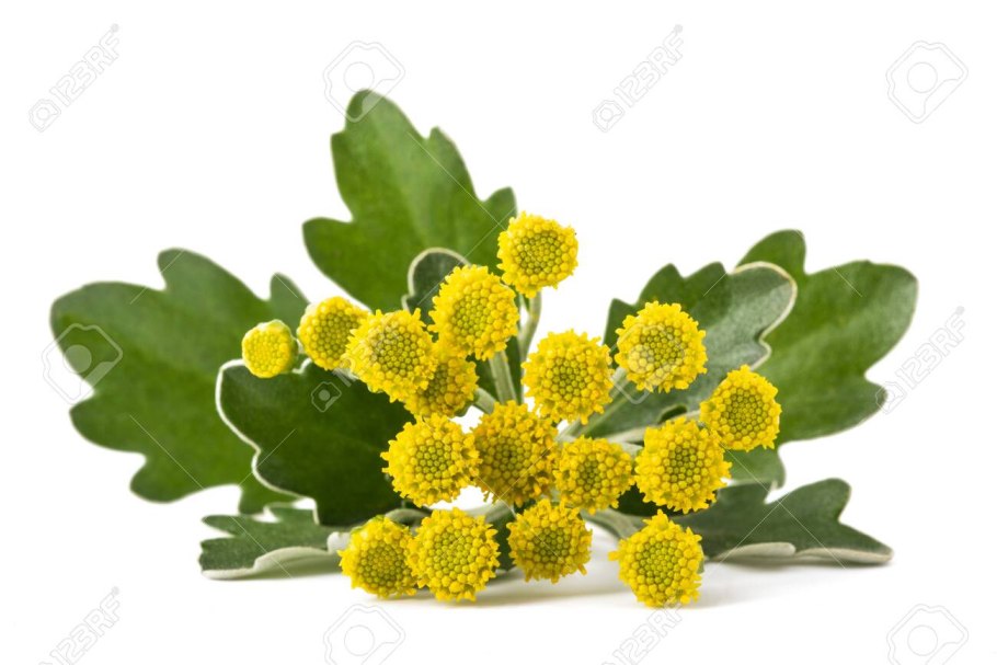 Хризантема аяния тихоокеанская