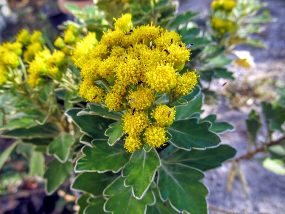 Аджания цветок