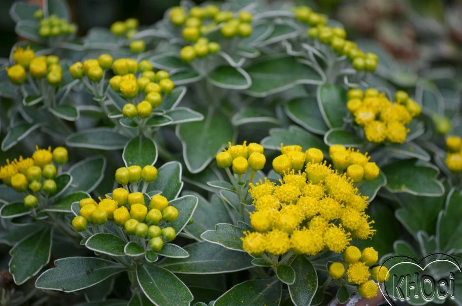 Хризантема Аяния