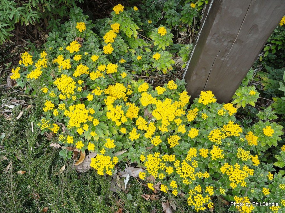 Alyssum saxatile