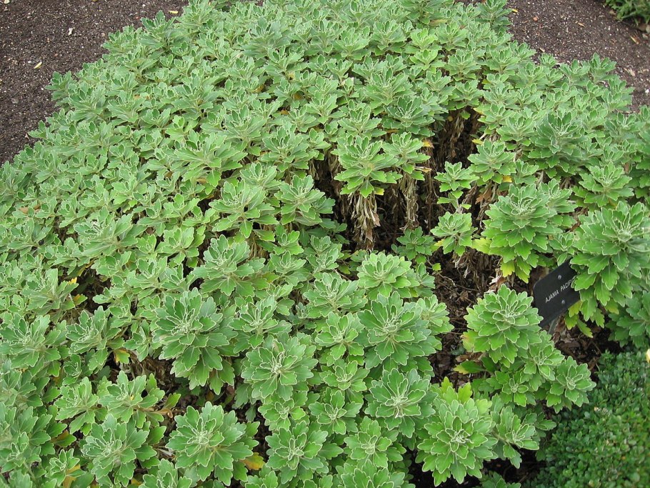 Аджания Пацифика белая