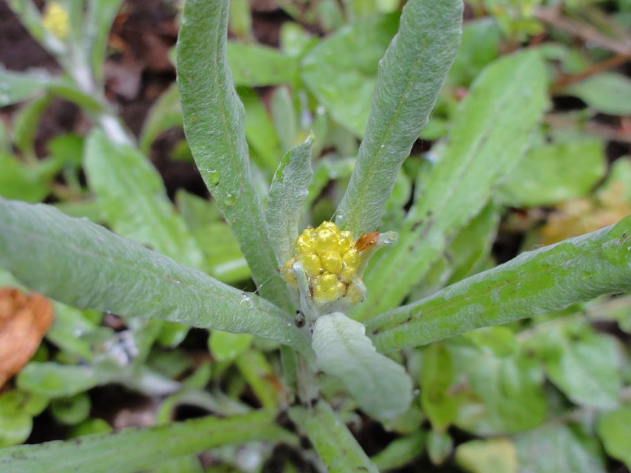 Pseudognaphalium luteoalbum