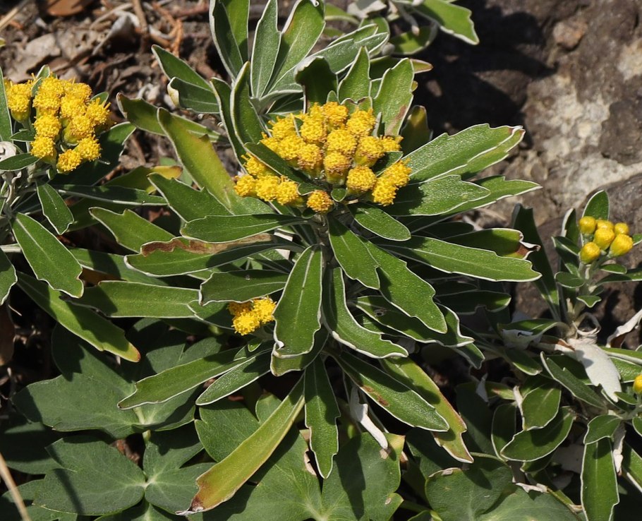 Хризантема Аяния Тихоокеанская