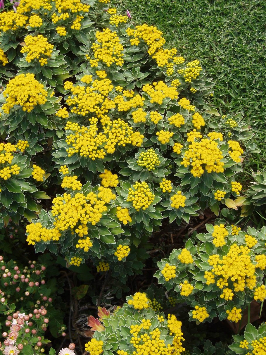 Хризанте... Тихоокеан...