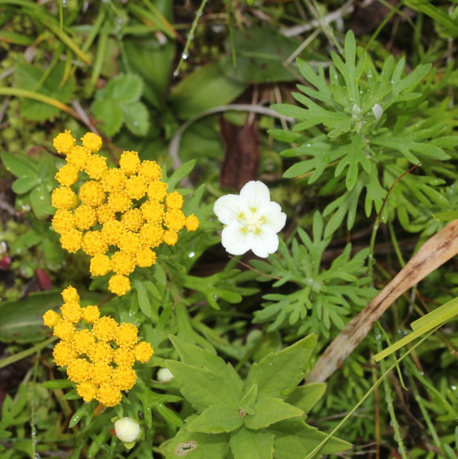 Алиссум Бурачок скальный