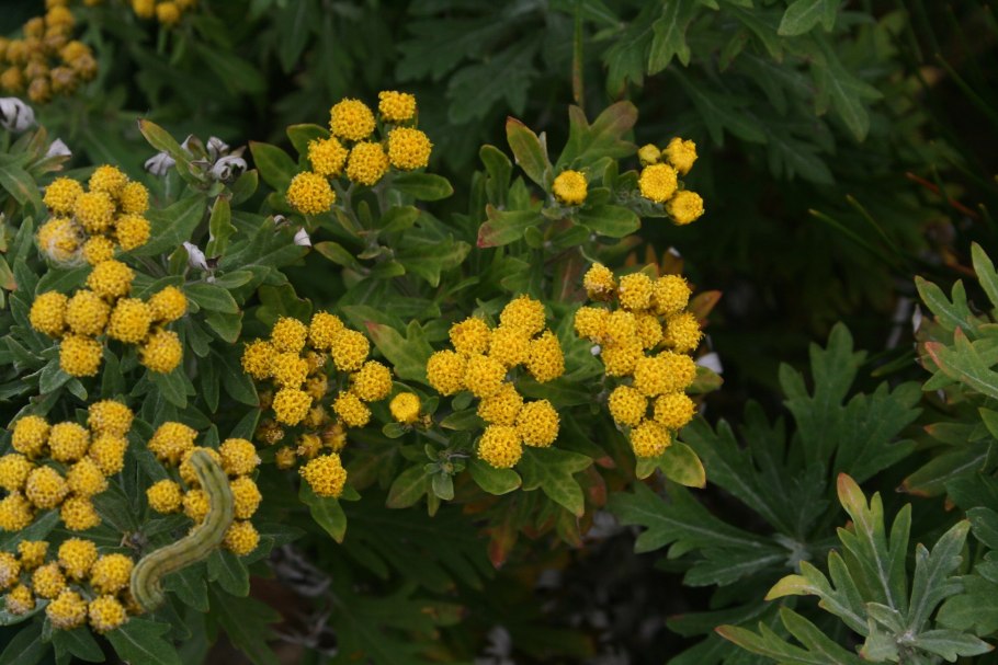 Аяния Палласа