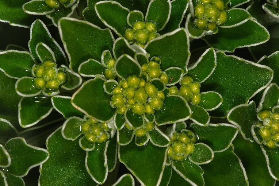 Верхушка побега с соцветиями в Киргизии