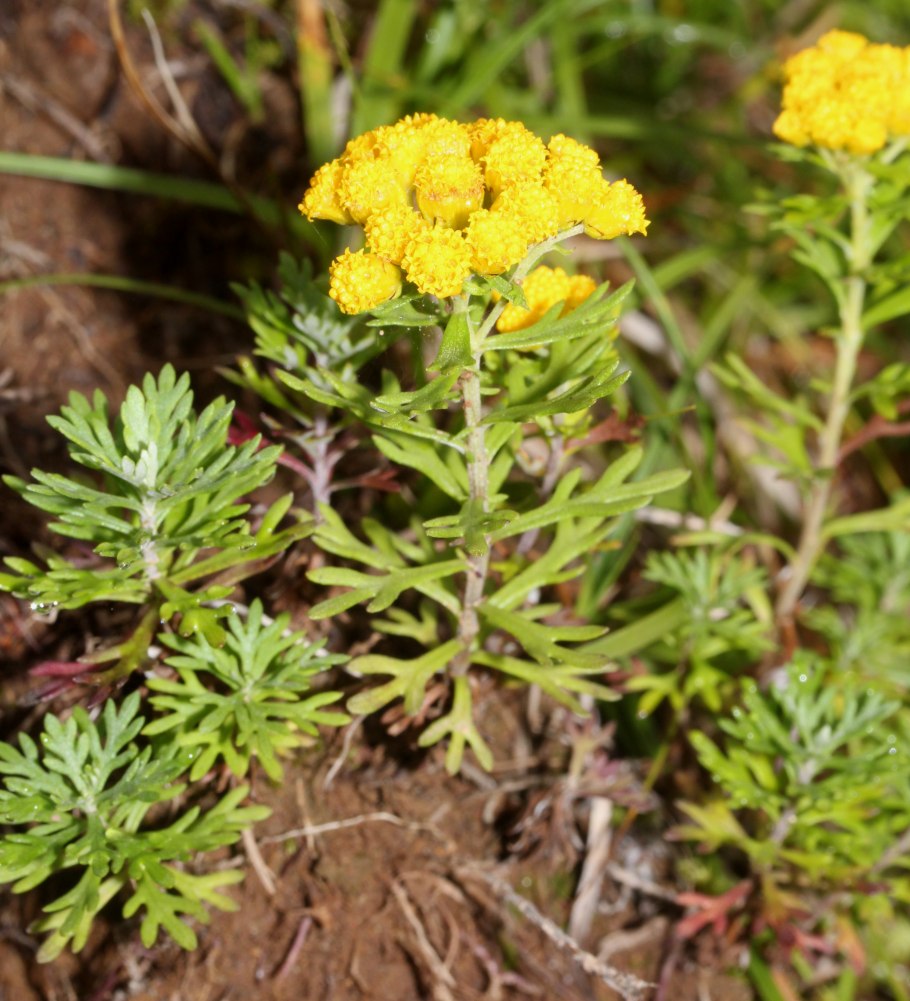 Куст сантолина