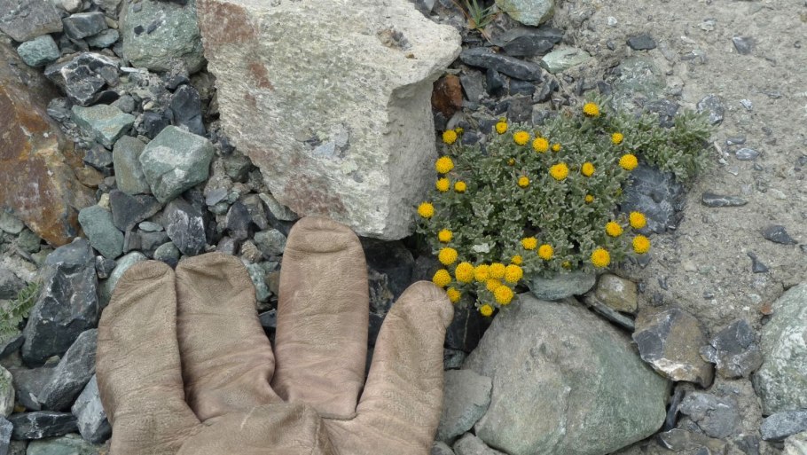 Эдельвейс цветок