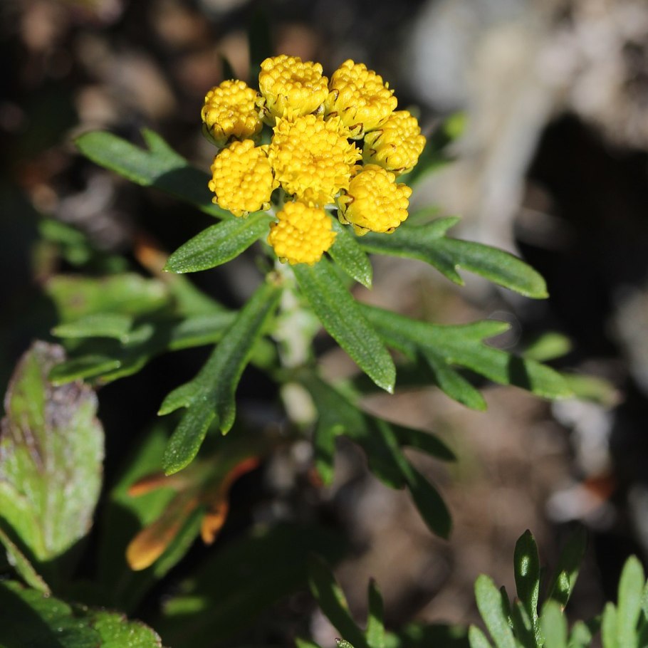 Аяния растение фото и описание