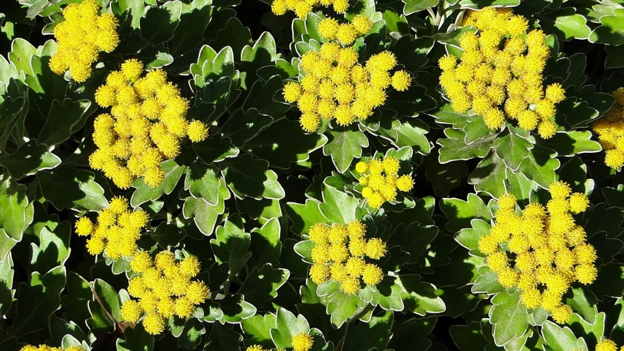 Аяния Палласа