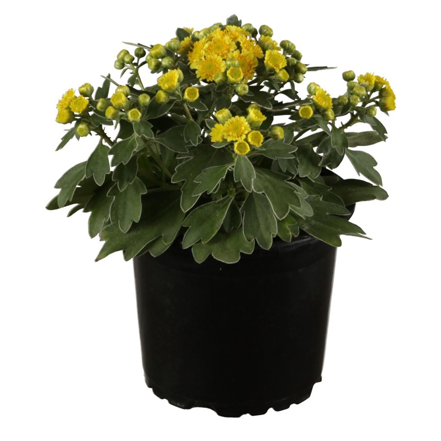 Аяния Pacifica, укорененные черенки