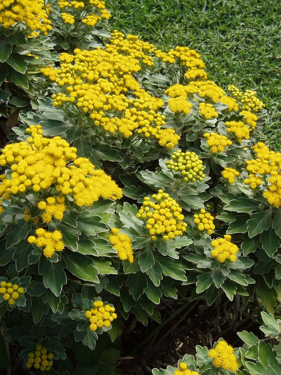 Аджания лист