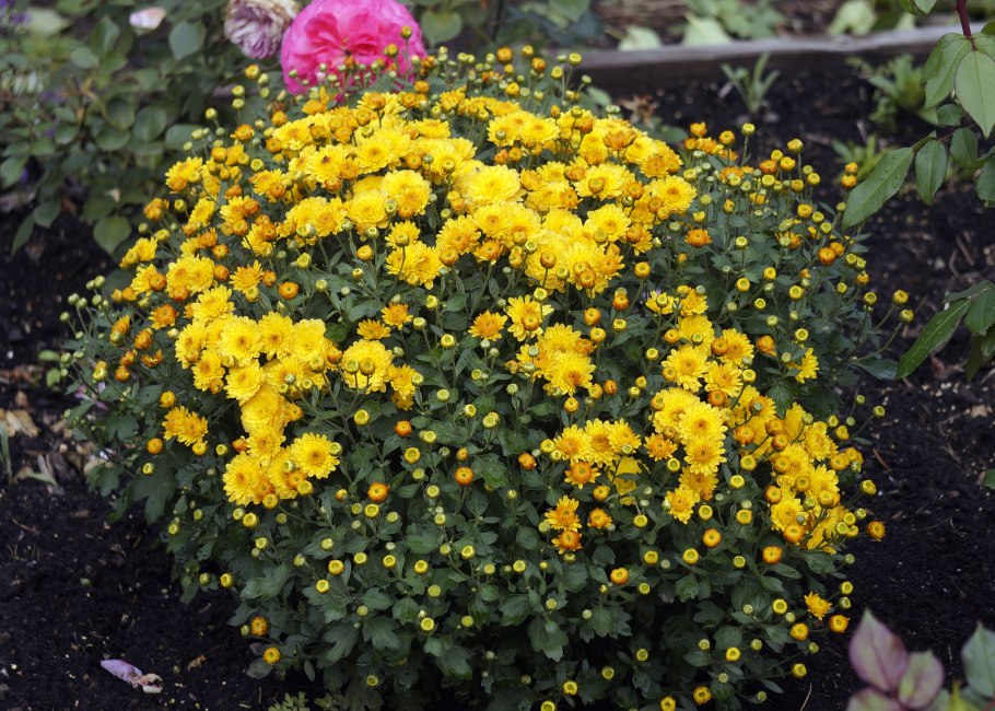 Аяния фото на клумбе