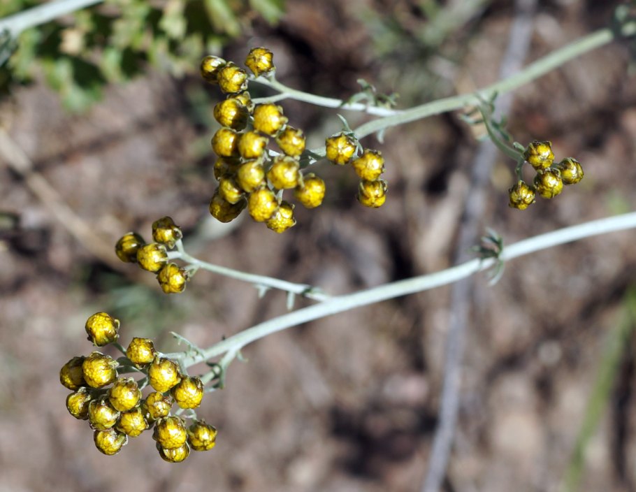 Пижма обыкновенная