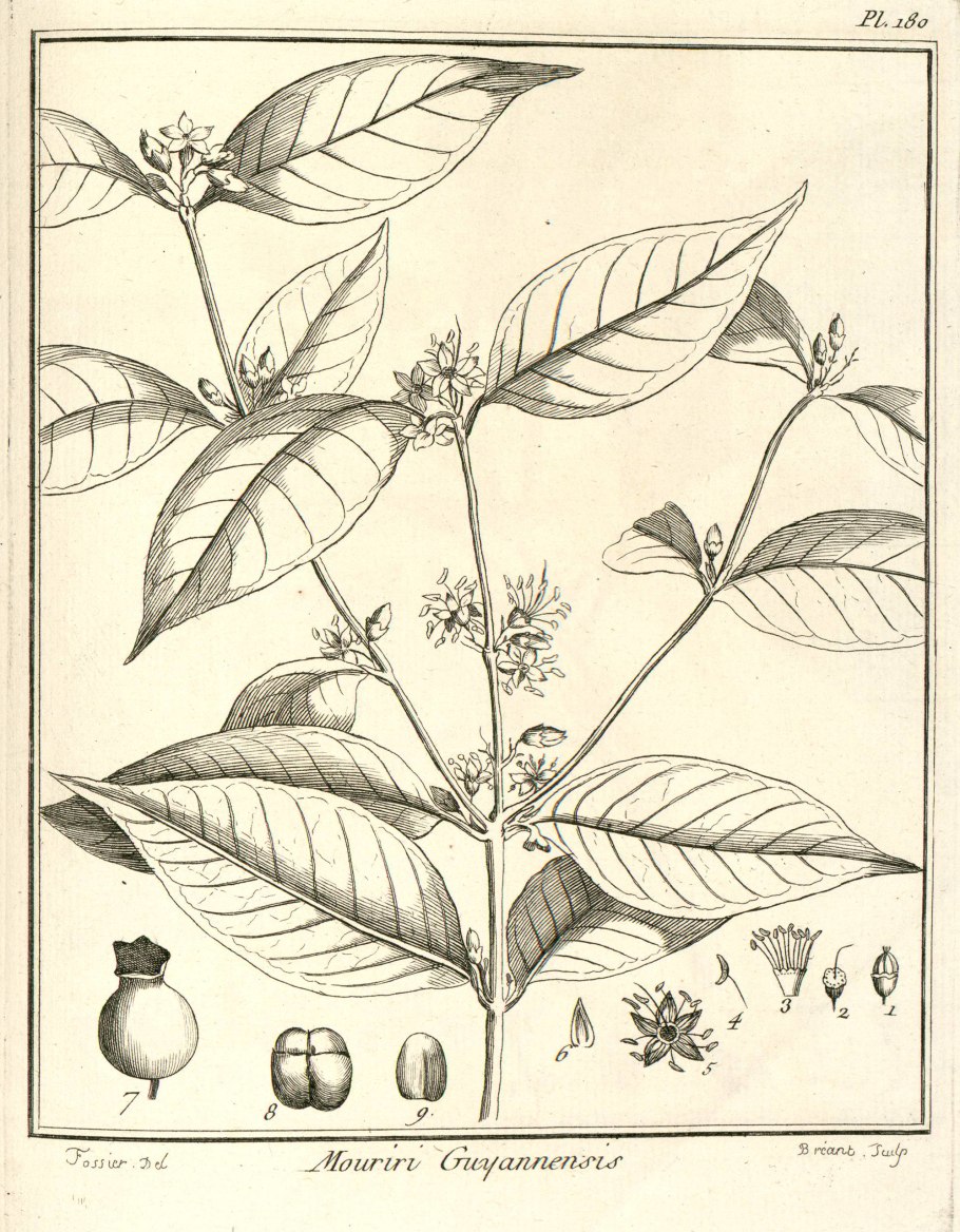 Тайган Львенок Алтай