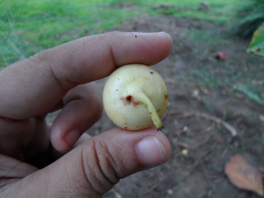 7. ШЎРАИ Сафед - Марь белая -Chenopodium album l.