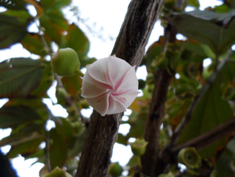 Лисички фенек