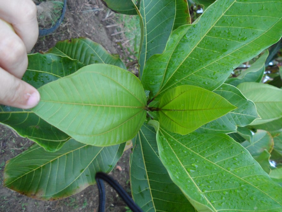 Киноа растение