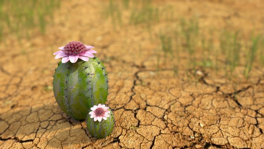 Онцилла кошка