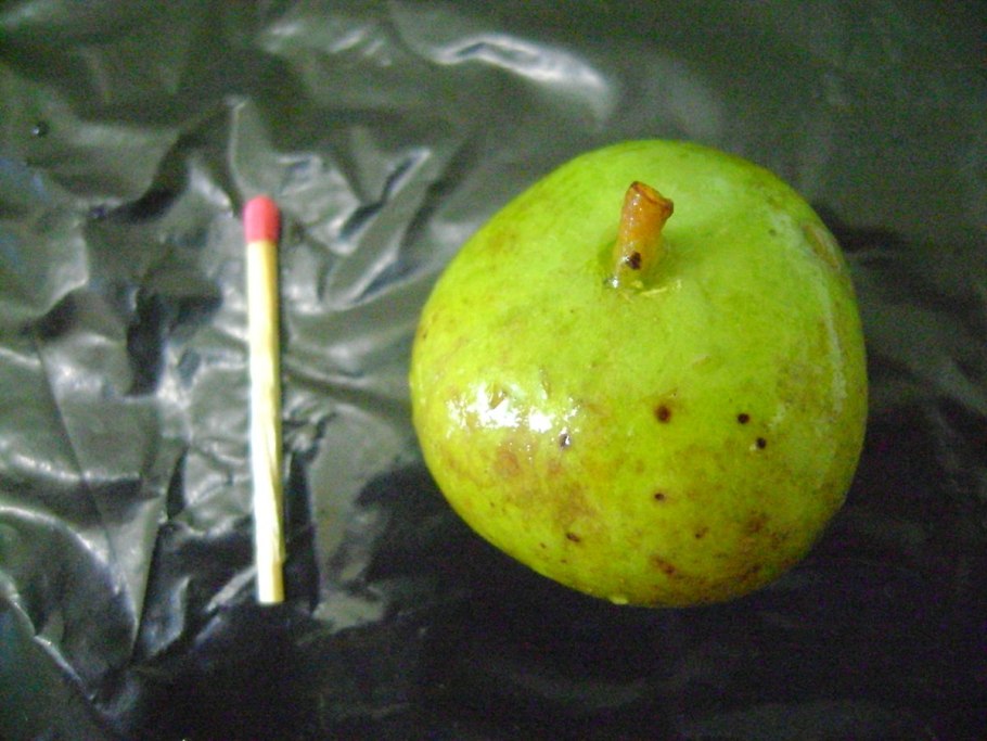 Тамариск ксерофит