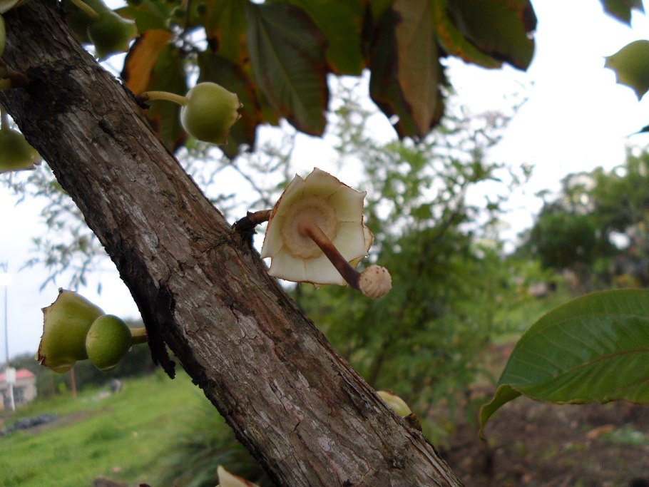 Марь белая Плантариум