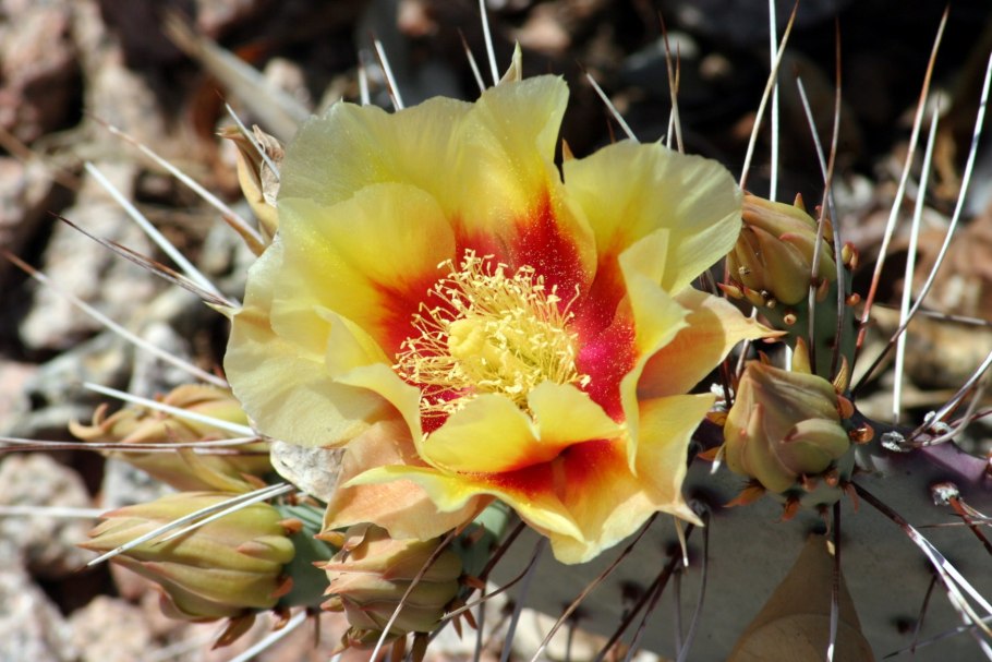 Кот Селкирк рекс