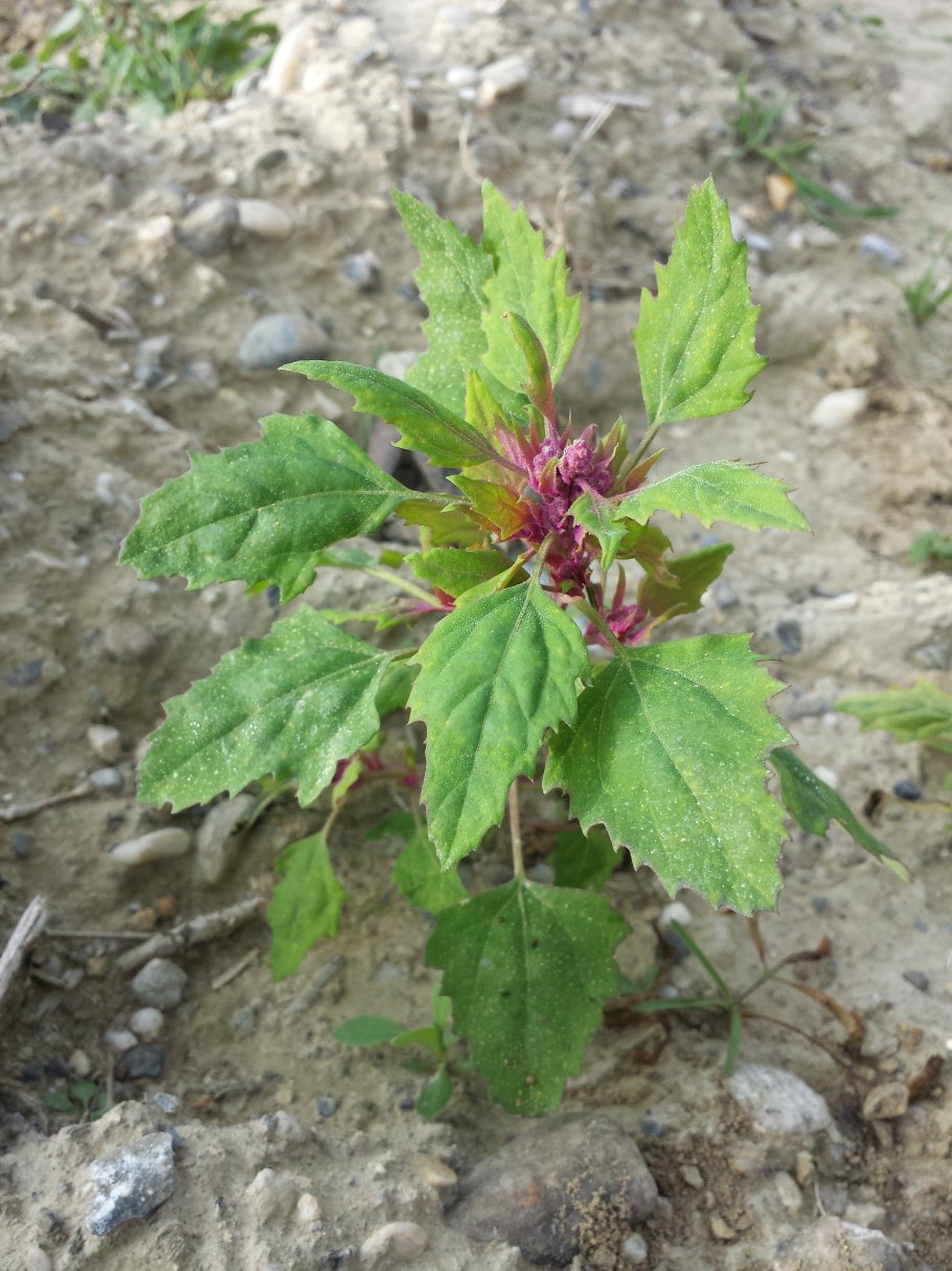 Chenopodium giganteum