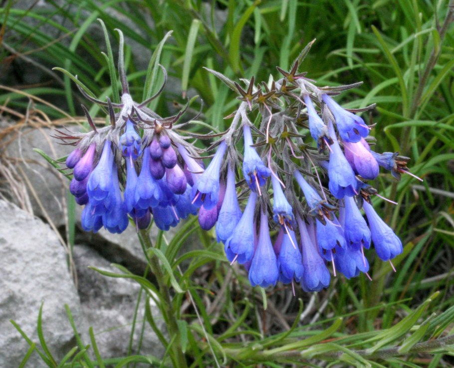 Мольткия Скальная