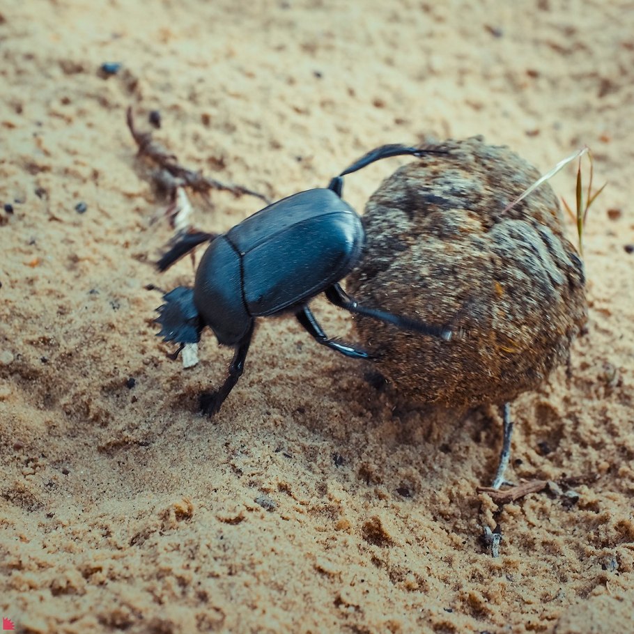 Черный Жук навозник