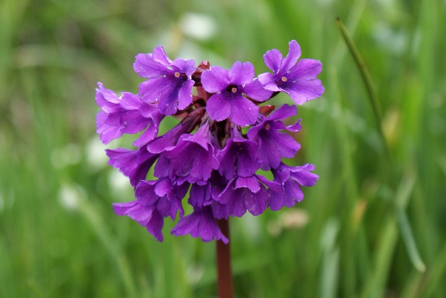 Якобиния Аурея