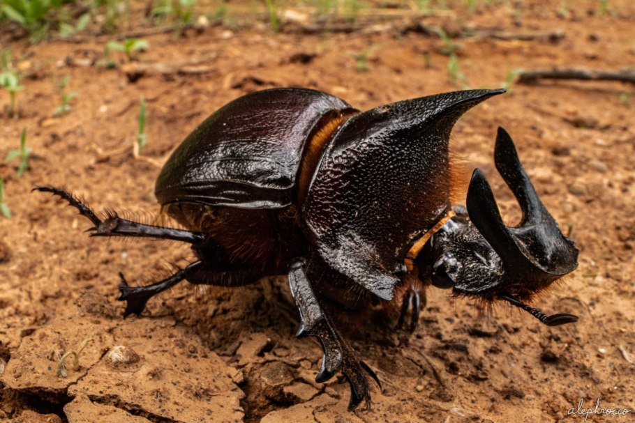 Viola rossowiana картинки