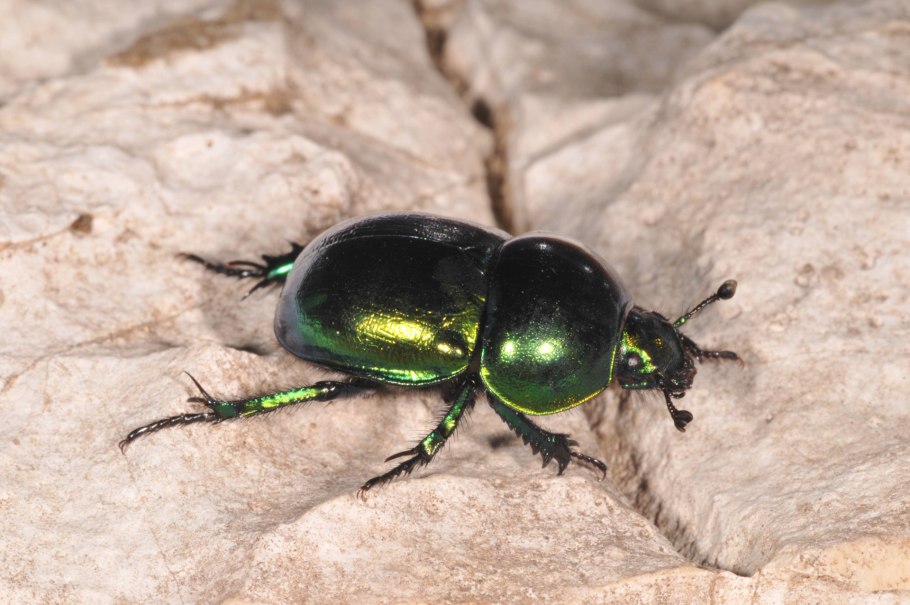 Лисички фенек