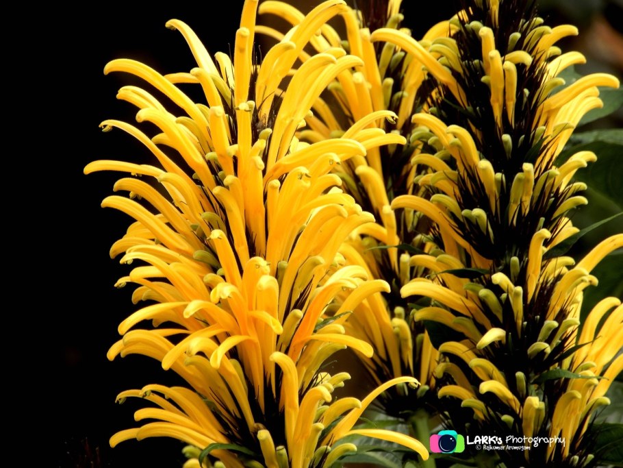 Материнская плата MSI 865gvm2-LS