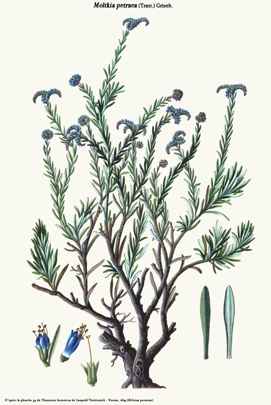 Мольткия Скальная