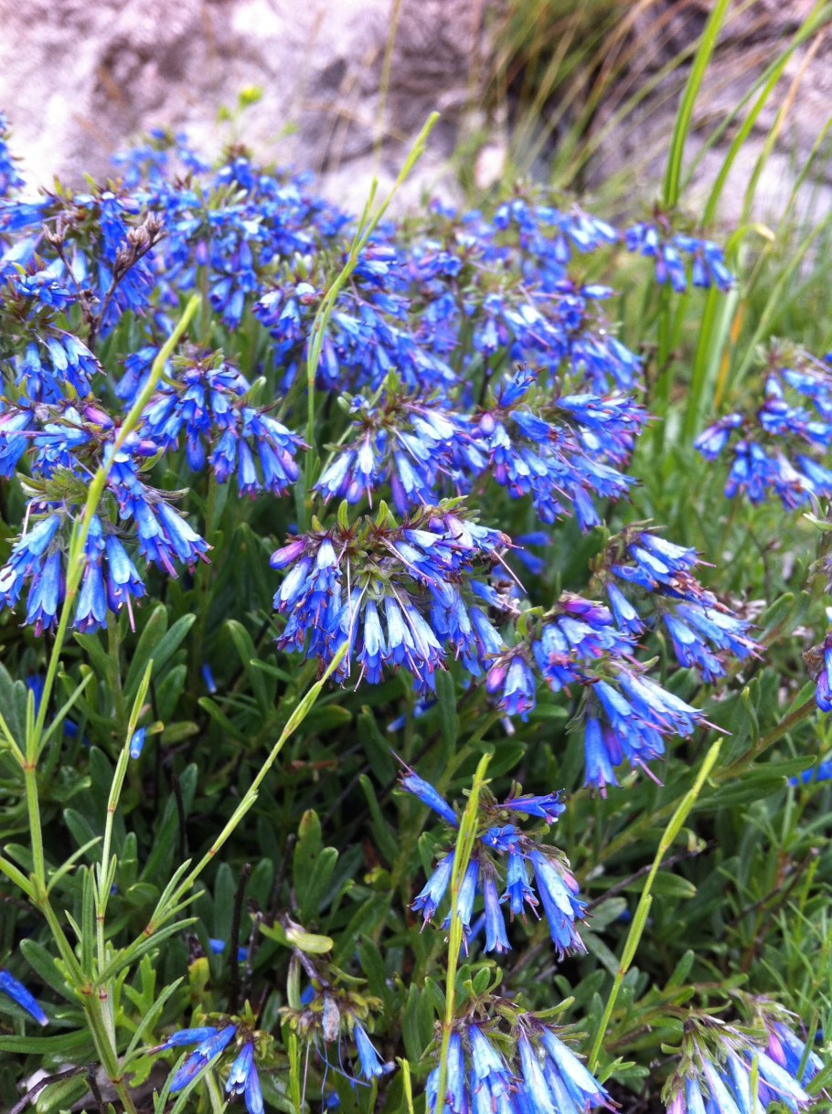 Мольткия Скальная